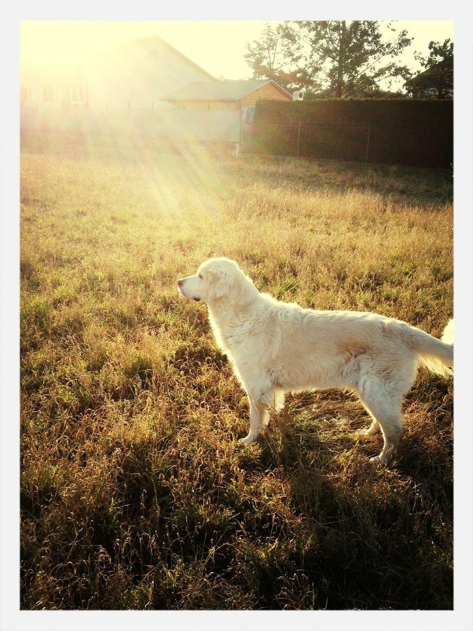 animal themes, one animal, grass, domestic animals, field, mammal, sunlight, standing, pets, grassy, sunbeam, dog, full length, nature, landscape, transfer print, auto post production filter, side view, sun, day