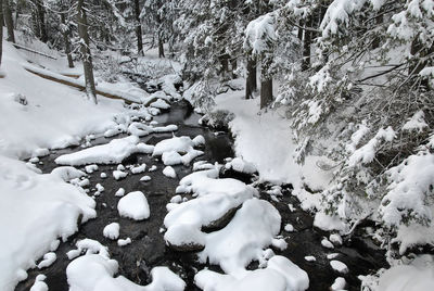 Frozen trees during winter
