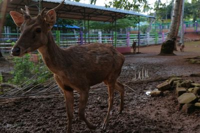 Deer standing outdoors