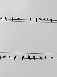 Flock of birds perching on cable