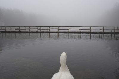 A goose on the pond rumia