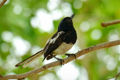 Close-up of bird perching on branch