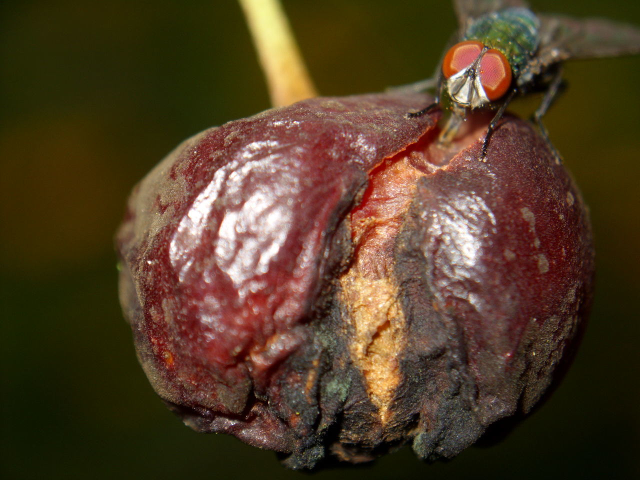 CLOSE UP OF STRAWBERRY