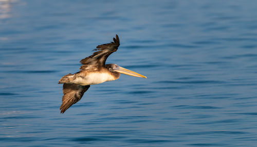 Brown pelican flying over sea