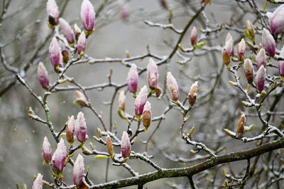 Close-up of cherry blossom