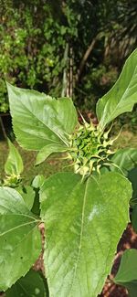 Close-up of fresh green leaves on plant in forest