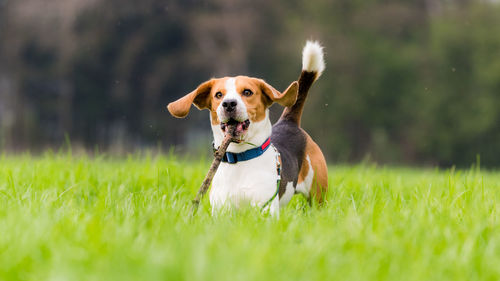 Dog running on field