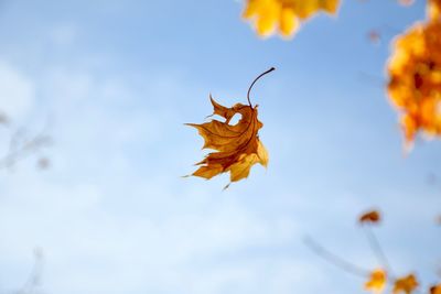 Low angle view of maple leaves against sky