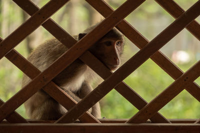 Long-tailed macaque stares through wooden trellis window