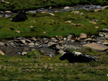 High angle view of sheep on grass