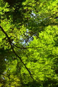 Low angle view of trees in forest