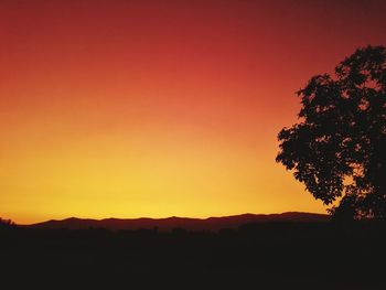 Silhouette tree against orange sky