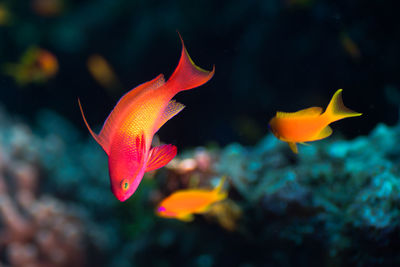 Close-up of orange fish underwater