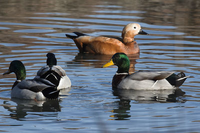 Ducks swimming in lake