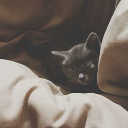 Close-up of cat sleeping on bed