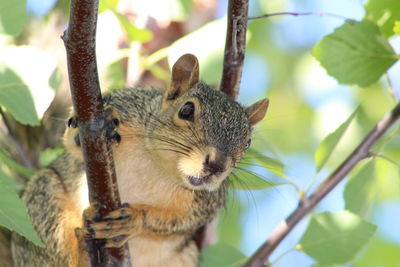 Close-up of squirrel on tree