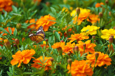 Close-up of butterfly pollinating on flower