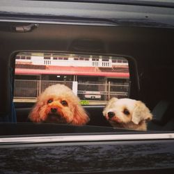 Close-up of dog in car