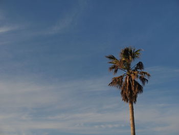 Low angle view of coconut palm tree against sky