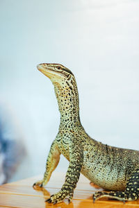 Close-up of a lizard