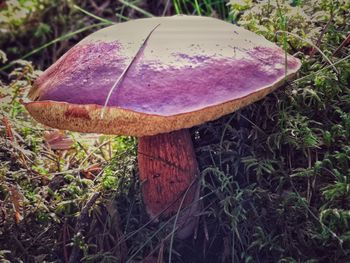 Close-up of mushroom growing on field