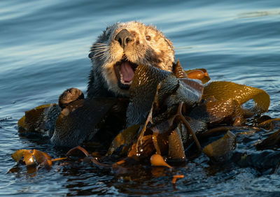 Sea Otter Sea