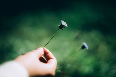 Close-up of hand holding small outdoors