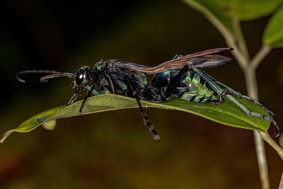 Close-up of insect on plant