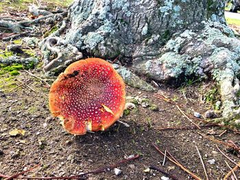 High angle view of fly agaric mushroom on field