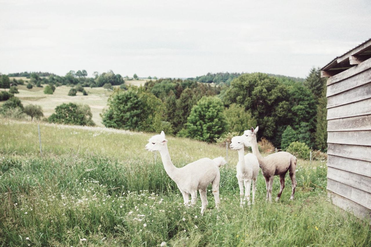 HORSES IN THE FIELD