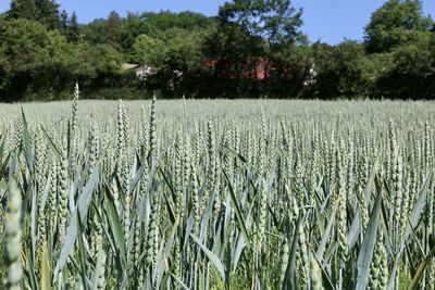 Scenic view of field against trees