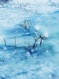 Bare tree in pond