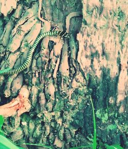 Close-up of tree trunk