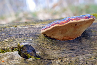 Close-up of mushroom growing on tree trunk