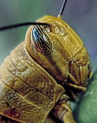 Close-up of insect