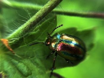 Close-up of insect