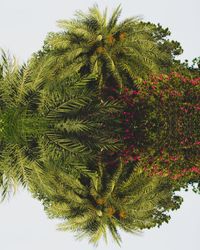 Low angle view of tree against sky