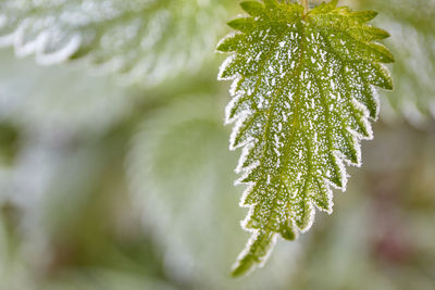 Close-up of pine tree during winter