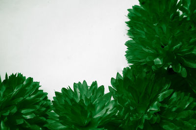 High angle view of fresh green leaves against white background