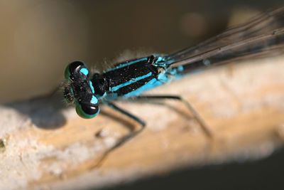 Close-up of insect