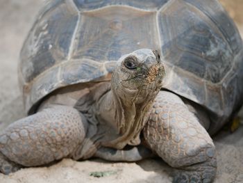 Close-up of turtle on field