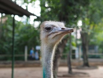 Close-up of an animal