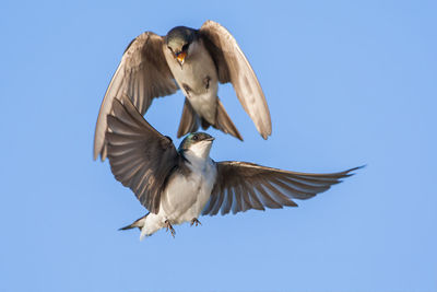 Low angle view of bird flying against clear sky