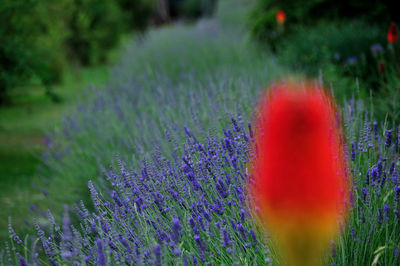 Close-up of purple poppy flowers growing in field