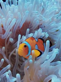 Fish swimming in sea