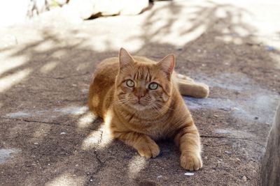 Ginger cat sitting on retaining wall