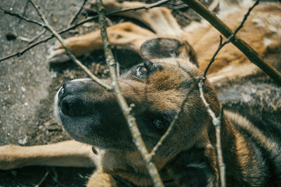 Close-up of dog