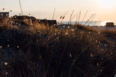 Close-up of grass on field against sky during sunset