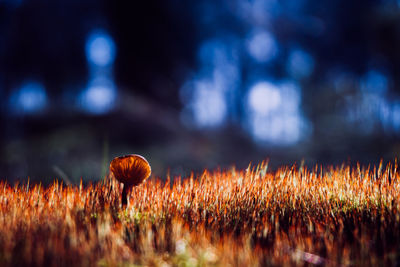 Close-up of fresh grass in field