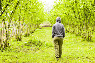 Women walk in hazelnut trees plantation, landscape and view agriculture plantation in georgia